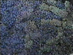 Секс секреты изготовления вина